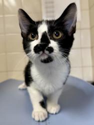 Shelter Stray Female Cat last seen Near 9th St, Within Coalition, TX, 11300 Nacogdoches Rd, San Antonio, TX 78217, USA