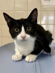 Shelter Stray Female Cat last seen Near 9th St, Within Coalition, TX, 11300 Nacogdoches Rd, San Antonio, TX 78217, USA