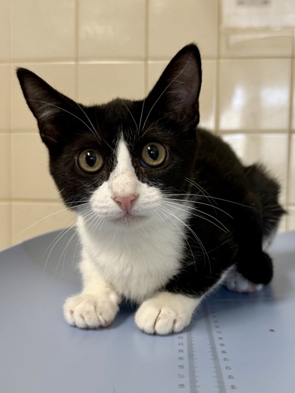 Shelter Stray Female Cat last seen Near 9th St, Within Coalition, TX, 11300 Nacogdoches Rd, San Antonio, TX 78217, USA