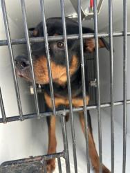 Shelter Stray Male Dog last seen Near Old Hapeville Rd., Atlanta, GA, 1251 Fulton Industrial Blvd NW, Atlanta, GA 30336, USA