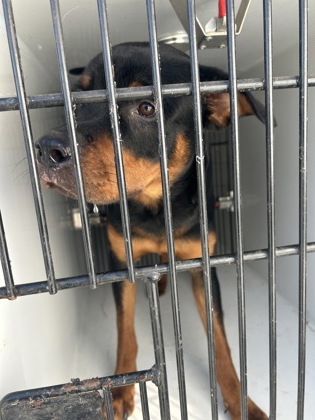 Shelter Stray Male Dog last seen Near Old Hapeville Rd., Atlanta, GA, 1251 Fulton Industrial Blvd NW, Atlanta, GA 30336, USA