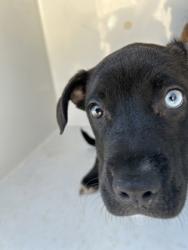 Shelter Stray Female Dog last seen Near Old Hapeville Rd., Atlanta, GA, 1251 Fulton Industrial Blvd NW, Atlanta, GA 30336, USA