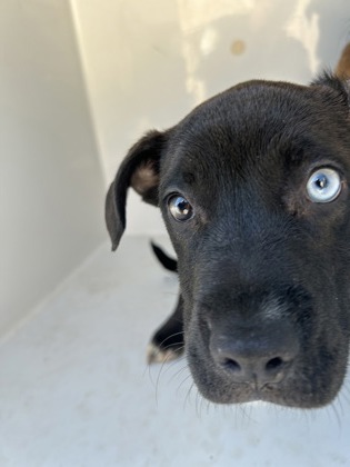 Shelter Stray Female Dog last seen Near Old Hapeville Rd., Atlanta, GA, 1251 Fulton Industrial Blvd NW, Atlanta, GA 30336, USA