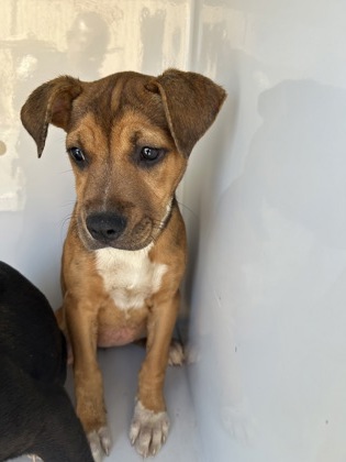 Shelter Stray Female Dog last seen Near Hapeville Rd., Atlanta, GA, 1251 Fulton Industrial Blvd NW, Atlanta, GA 30336, USA