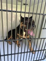 Shelter Stray Female Dog last seen Near Glenview Cir SW, Atlanta, GA, 1251 Fulton Industrial Blvd NW, Atlanta, GA 30336, USA