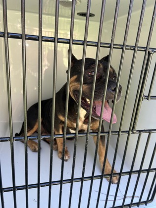 Shelter Stray Female Dog last seen Near Glenview Cir SW, Atlanta, GA, 1251 Fulton Industrial Blvd NW, Atlanta, GA 30336, USA