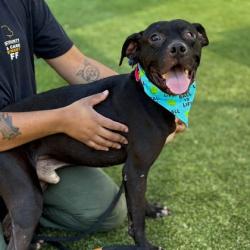 Shelter Stray Male Dog last seen Crowders Creek Rd / Stowe Dairy Rd, County/Unicorporated, NC, 1491 Business Park Ct, Gastonia, NC 28052, USA