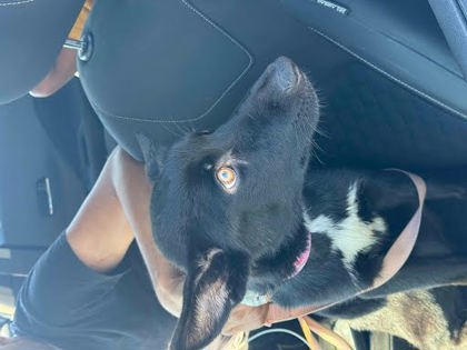 Shelter Stray Unknown Dog last seen Near Covington Highway Decatur, GA 30035, 30035, GA, 3280 Chamblee Dunwoody Rd, Chamblee, GA 30341, USA