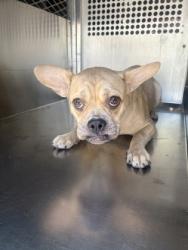 Shelter Stray Female Dog last seen , , TX, 355 Hillshire Dr, Haslet, TX 76052, USA