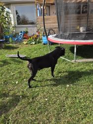 Found/Stray Male Dog last seen Marthas close, Calgary, AB T3J 4P3