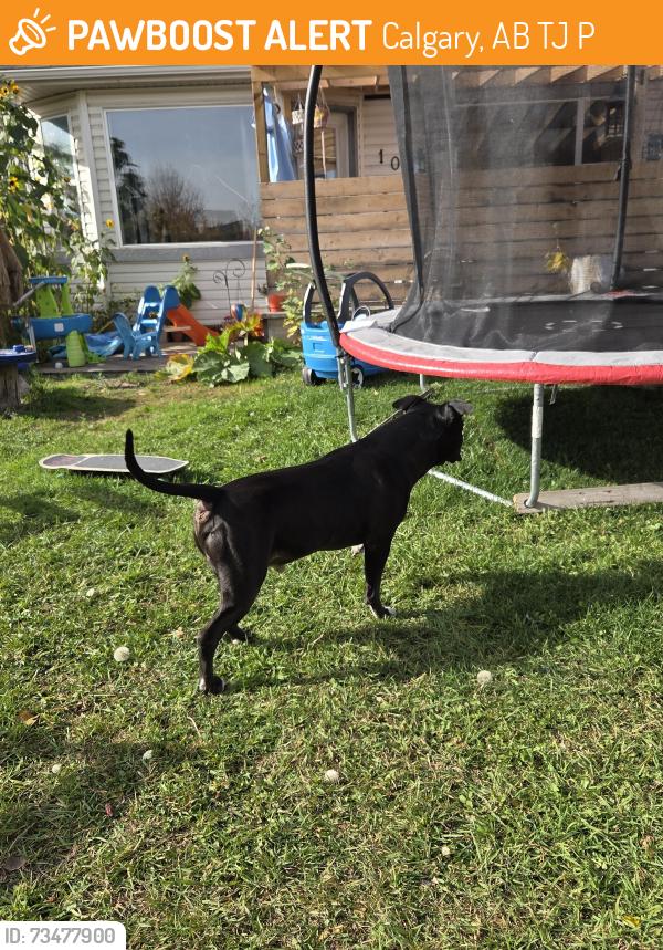 Found/Stray Male Dog last seen Marthas close, Calgary, AB T3J 4P3