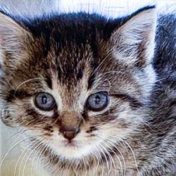 Shelter Stray Male Cat last seen Glenway Rd, Brooklyn, WI, Brooklyn, Village of, WI, 5132 Voges Rd, Madison, WI 53718, USA
