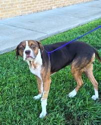 Shelter Stray Female Dog last seen Near Gilmer Rd, Longview, City of, TX, 303 H G Mosley Pkwy, Longview, TX 75604, USA