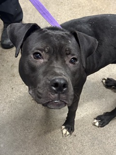 Shelter Stray Female Dog last seen Detroit and Berea, 1st District, OH, 9203 Detroit Ave, Cleveland, OH 44102, USA