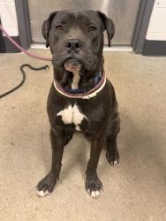 Shelter Stray Male Dog last seen Near E 127, 4th District, OH, 9203 Detroit Ave, Cleveland, OH 44102, USA