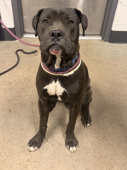 Shelter Stray Male Dog last seen Near E 127, 4th District, OH, 9203 Detroit Ave, Cleveland, OH 44102, USA