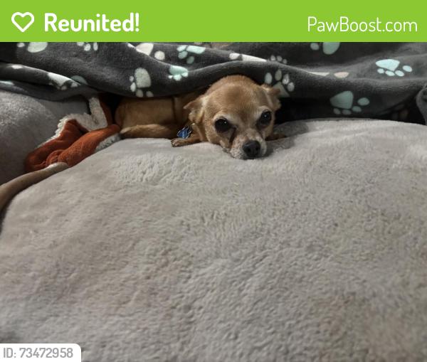 Reunited Male Dog last seen Fulkerth and Tully, Turlock, CA 95380