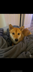 Reunited Male Dog last seen JHS 82 - Alexander Macombs Junior High School, The Bronx, NY 10453