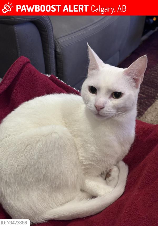 Lost Female Cat last seen Scenic ridge way, near Crowchild twin arena, Calgary, AB T3L 1W9
