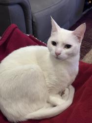 Lost Female Cat last seen Scenic ridge way, near Crowchild twin arena, Calgary, AB T3L 1W9