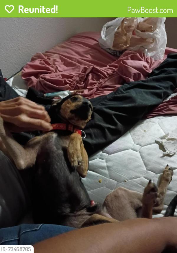 Reunited Male Dog last seen Near S 3 Ave, Phoenix, AZ 85003