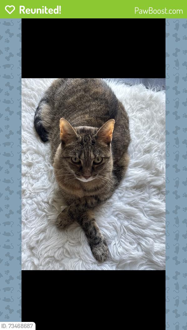 Reunited Female Cat last seen End of Sylvan Road. By the playground., Lancaster, PA 17601