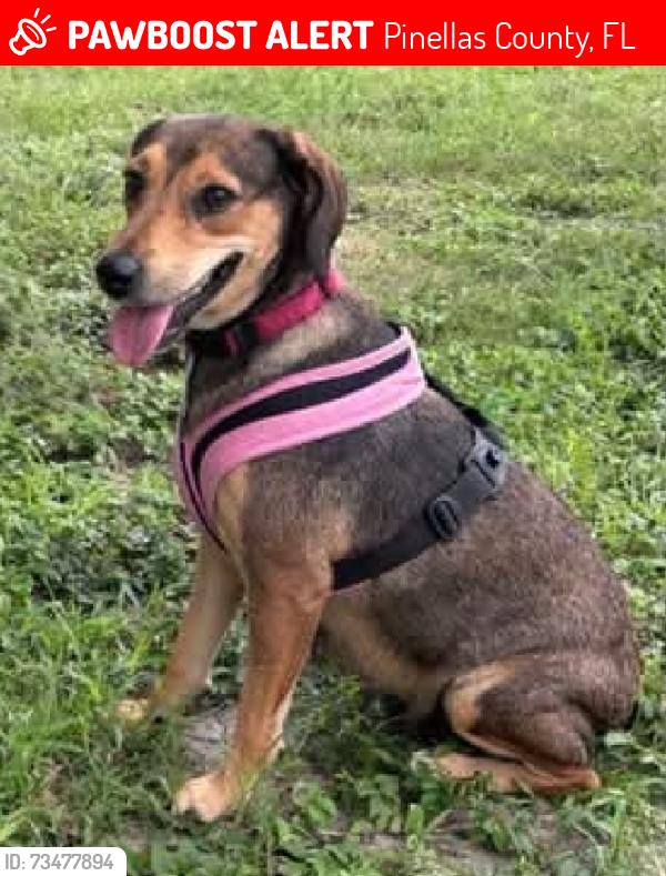 Lost Female Dog last seen Near St and a ton of connectomg streets, Pinellas County, FL 33774