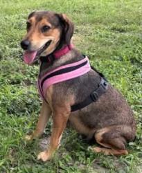 Lost Female Dog last seen Near St and a ton of connectomg streets, Pinellas County, FL 33774