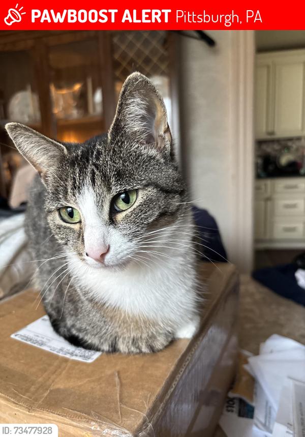 Lost Female Cat last seen Grandview park, Pittsburgh, PA 15211