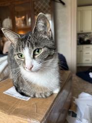 Lost Female Cat last seen Grandview park, Pittsburgh, PA 15211
