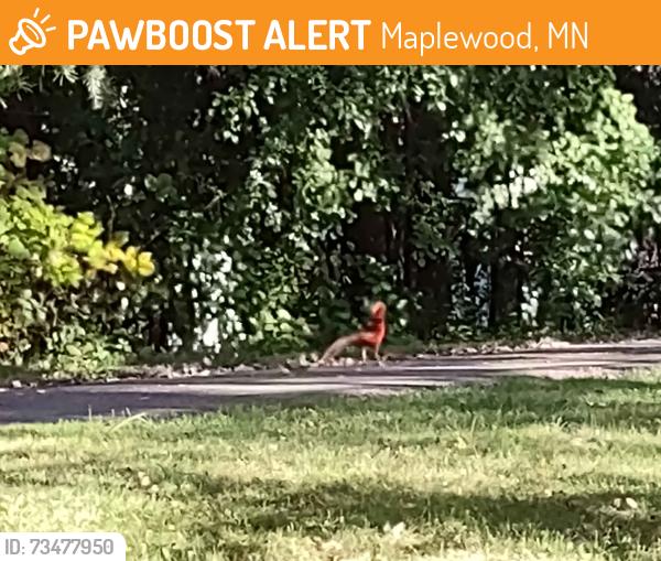 Found/Stray Male Bird last seen Hillside Park, Maplewood, MN 55109