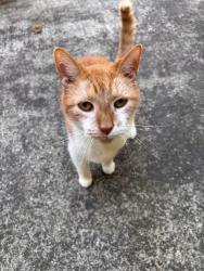 Reunited Unknown Cat last seen Chestnut Grove Baptist Church, Raleigh, NC 27613
