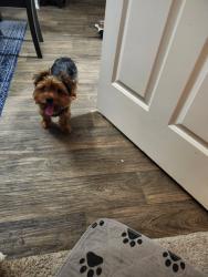 Reunited Male Dog last seen The lodge at West Oaks, Houston, TX 77082