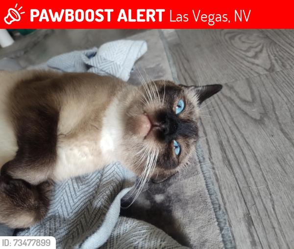 Lost Female Cat last seen Cheyenne @ Lamb, Las Vegas, NV 89115