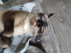 Lost Female Cat last seen Cheyenne @ Lamb, Las Vegas, NV 89115
