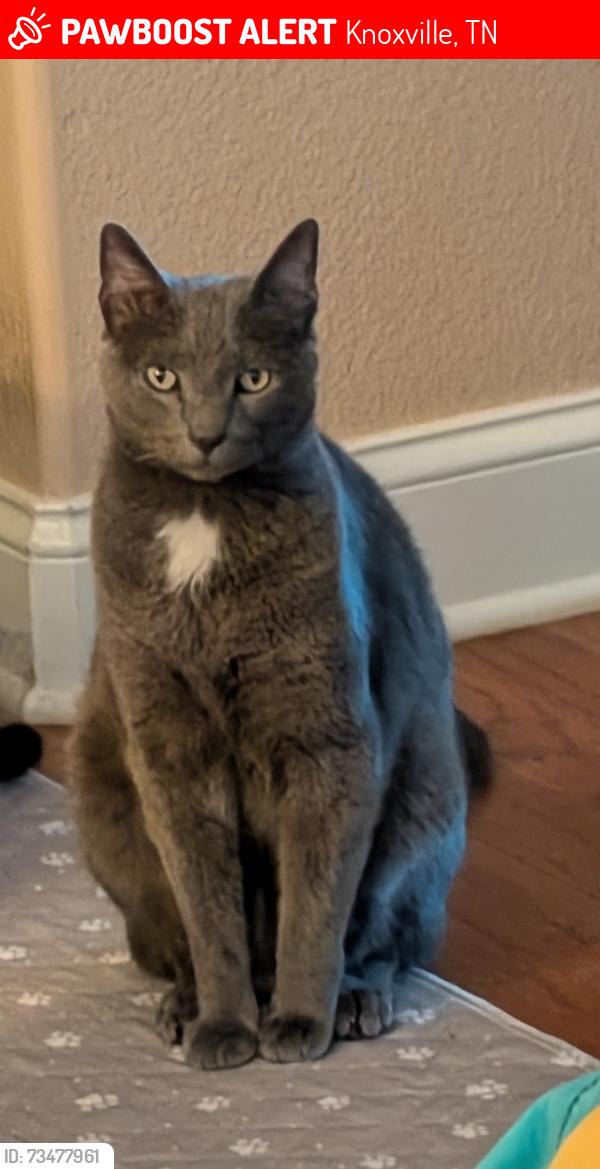 Lost Male Cat last seen Just off Western avenue past the hardees, Knoxville, TN 37921