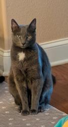 Lost Male Cat last seen Just off Western avenue past the hardees, Knoxville, TN 37921