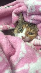Reunited Female Cat last seen tisdale at lakeline, Austin, TX 78717