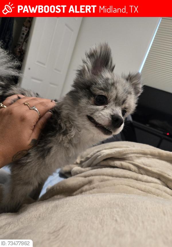 Lost Female Dog last seen County Rd 53, 60, 55, Midland, TX 79705