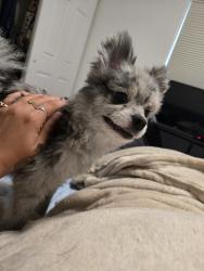 Lost Female Dog last seen County Rd 53, 60, 55, Midland, TX 79705