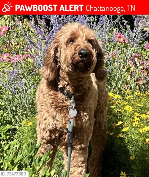 Lost Male Dog last seen Unsure, Chattanooga, TN 37404