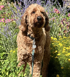 Lost Male Dog last seen Unsure, Chattanooga, TN 37404