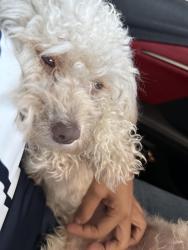 Lost Female Dog last seen Near Harvard Ave, Fresno, CA 93705