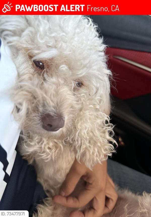 Lost Female Dog last seen Near Harvard Ave, Fresno, CA 93705