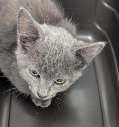 Shelter Stray Male Cat last seen Left on Gaines Street- Originally found in Mission Bay, San Diego, CA, 92109, 5500 Gaines St, San Diego, CA 92110, USA