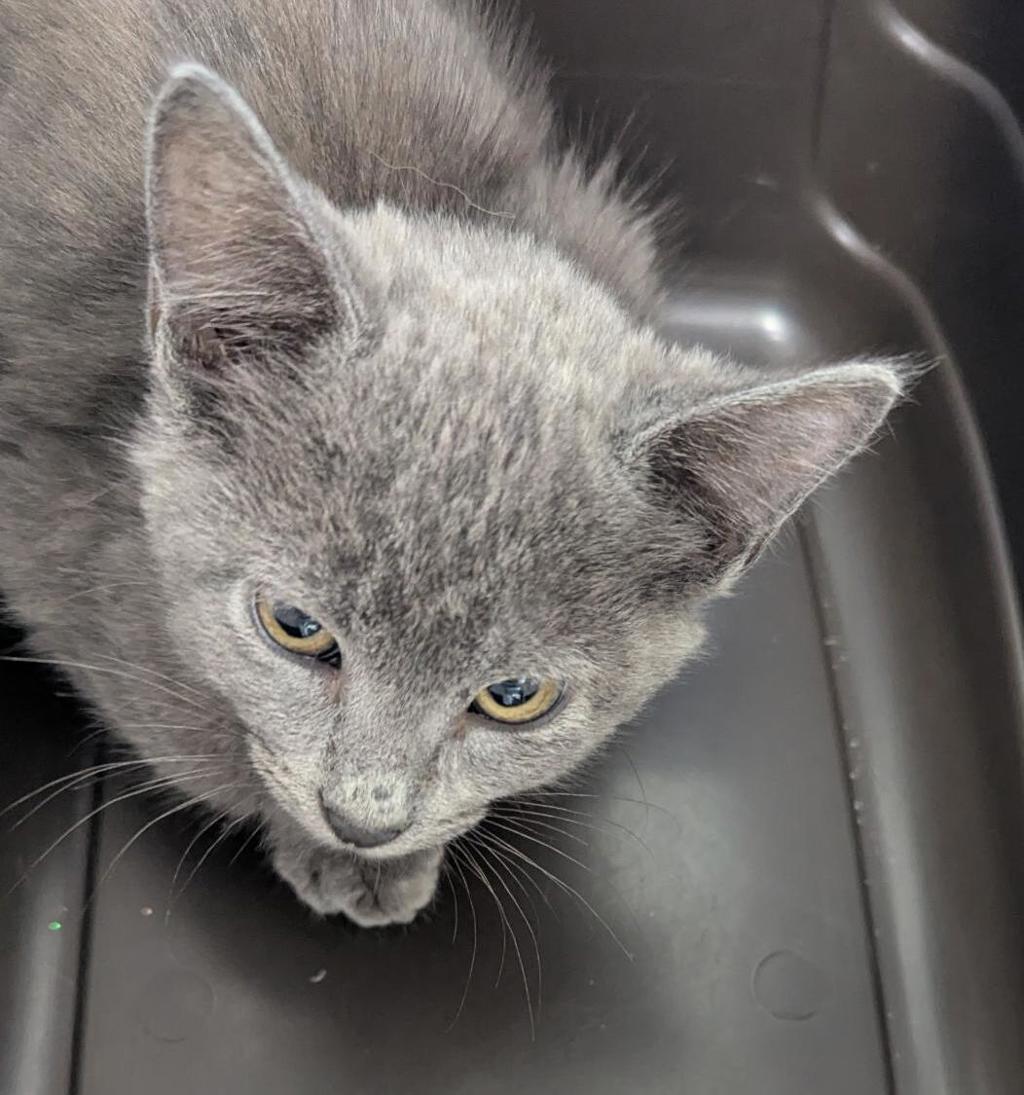 Shelter Stray Male Cat last seen Left on Gaines Street- Originally found in Mission Bay, San Diego, CA, 92109, 5500 Gaines St, San Diego, CA 92110, USA