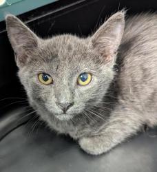 Shelter Stray Male Cat last seen Left on Gaines Street- Originally found in Mission Bay, San Diego, CA, 92109, 5500 Gaines St, San Diego, CA 92110, USA
