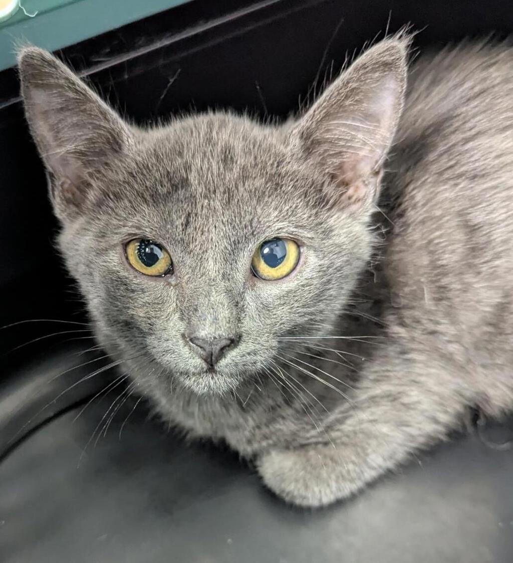Shelter Stray Male Cat last seen Left on Gaines Street- Originally found in Mission Bay, San Diego, CA, 92109, 5500 Gaines St, San Diego, CA 92110, USA