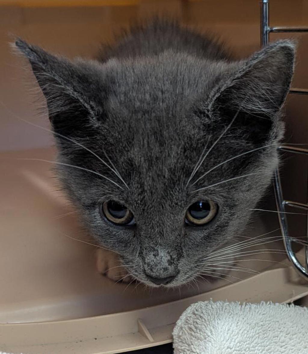 Shelter Stray Female Cat last seen Left on Gaines Street- Originally found in Mission Bay, San Diego, CA, 92109, 5500 Gaines St, San Diego, CA 92110, USA