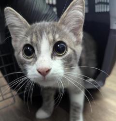 Shelter Stray Male Cat last seen Left on Gaines Street- Originally found in Mission Bay, San Diego, CA, 92109, 5500 Gaines St, San Diego, CA 92110, USA